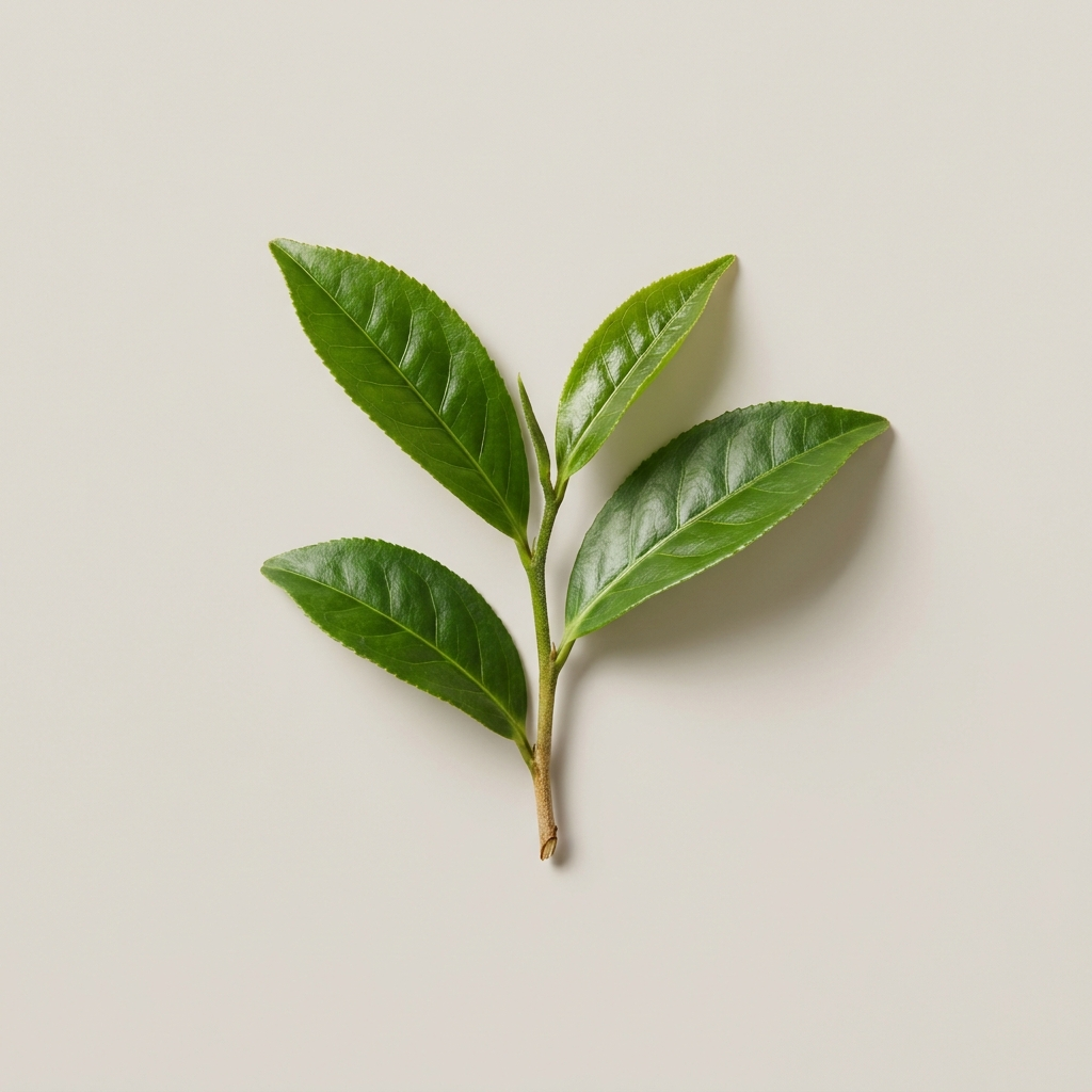 A fresh sprig of green tea leaves on a pale studio background